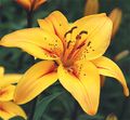 Yellowlily